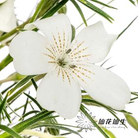 配花 | 麦仙翁白色