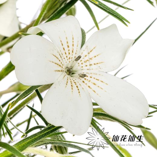 配花 | 麦仙翁白色 商品图0