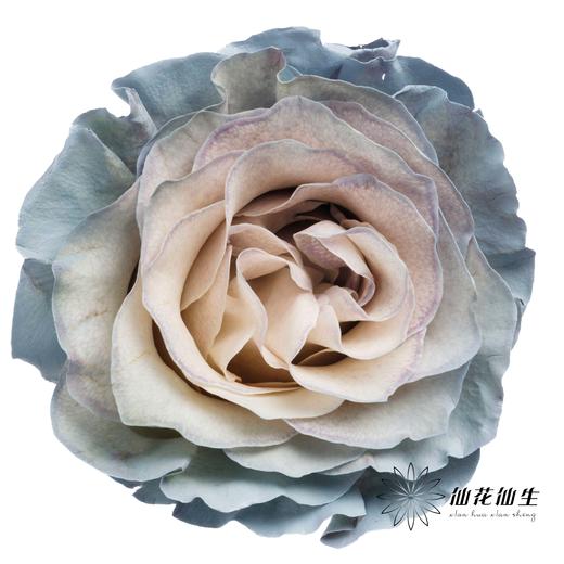 国产染色玫瑰 | 蓝色沙子 商品图0