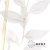 永生花材 | 富贵叶 商品缩略图3