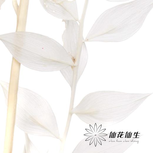 永生花材 | 富贵叶 商品图3