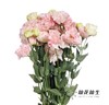 宝熠洋桔梗 | 朱莉娅粉色 商品缩略图1
