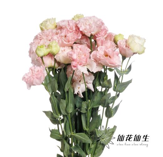 宝熠洋桔梗 | 朱莉娅粉色 商品图1