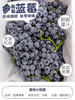 现货 蓝莓葡萄2斤装 商品缩略图4