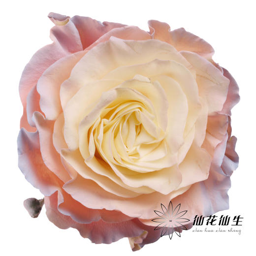 国产染色玫瑰 | 北极光 商品图0