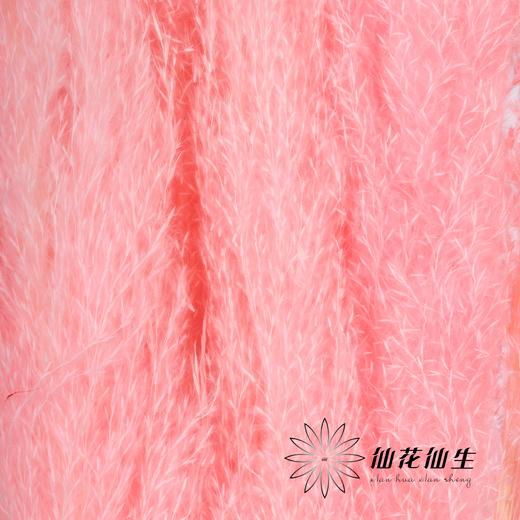 干花 | 大芦苇粉 商品图1