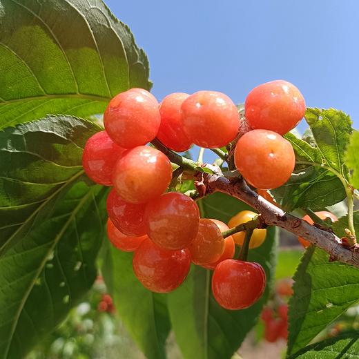 四川冕宁 云端小樱桃 酸甜清爽 鲜嫩多汁 商品图2
