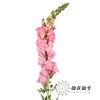 配花 | 金鱼草粉色 商品缩略图0