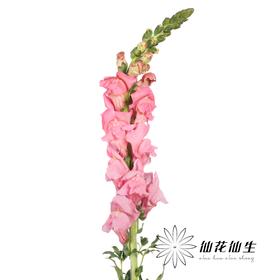 配花 | 金鱼草粉色
