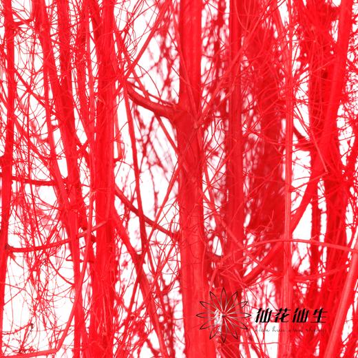 永生花材 | 龙须草红色 商品图0