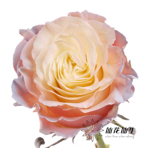 国产染色玫瑰 | 北极光 商品图2