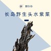长岛野生头水紫菜（特级）去不了长岛没关系 咱把这份鲜美从岛上带到你餐桌 一起品尝这地地道道的长岛紫菜吧 商品缩略图0