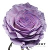国产染色玫瑰 | 甜蜜薰衣草 商品缩略图3