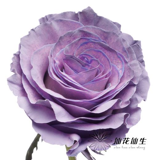 国产染色玫瑰 | 甜蜜薰衣草 商品图3