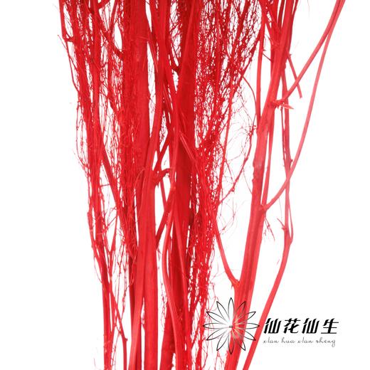 永生花材 | 龙须草红色 商品图2
