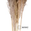 永生花材 | 大芦苇原色 商品缩略图2