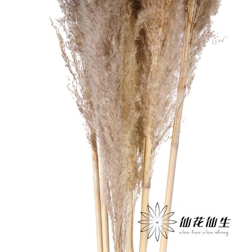 永生花材 | 大芦苇原色 商品图2