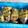 乳山生蚝 无公害养殖海域 名特优新农产品 地理标志 商品缩略图3
