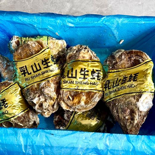 乳山生蚝 无公害养殖海域 名特优新农产品 地理标志 商品图3
