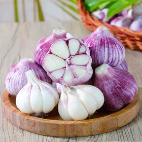 河南紫皮大蒜新鲜现挖,鲜美味浓,辛辣醇香