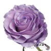 国产染色玫瑰 | 甜蜜薰衣草 商品缩略图1
