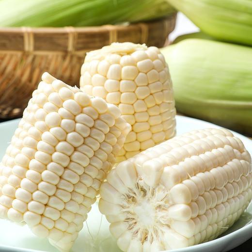 【精选品质❗️白糯牛奶玉米】产地直采锁鲜直达，奶白颗粒饱满，白糯玉米香糯玉米白甜糯玉米，嫩包谷带壳黏玉米应季糯玉米L 商品图3