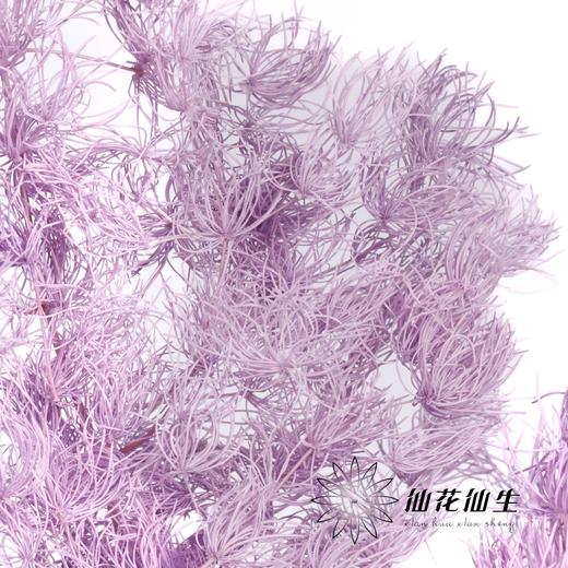 永生花材 | 蓬莱松香芋紫 商品图1