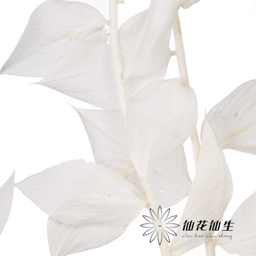 永生花材 | 富贵叶 商品图2