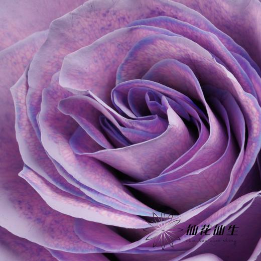 国产染色玫瑰 | 甜蜜薰衣草 商品图2