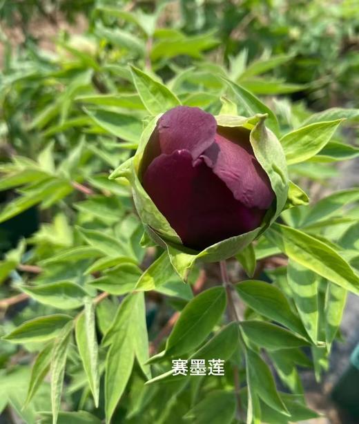 赛墨莲牡丹花5支 商品图1