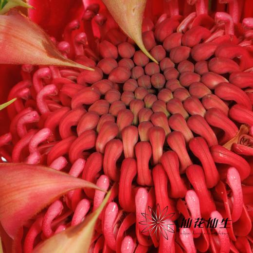 配花 | 杨月季海神王 商品图1