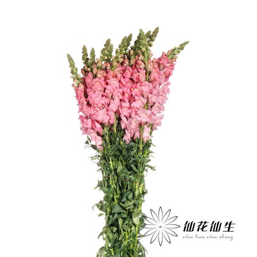 配花 | 金鱼草粉色 商品图4