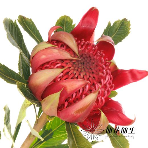 配花 | 杨月季海神王 商品图0