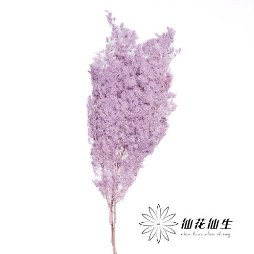永生花材 | 蓬莱松香芋紫 商品图0