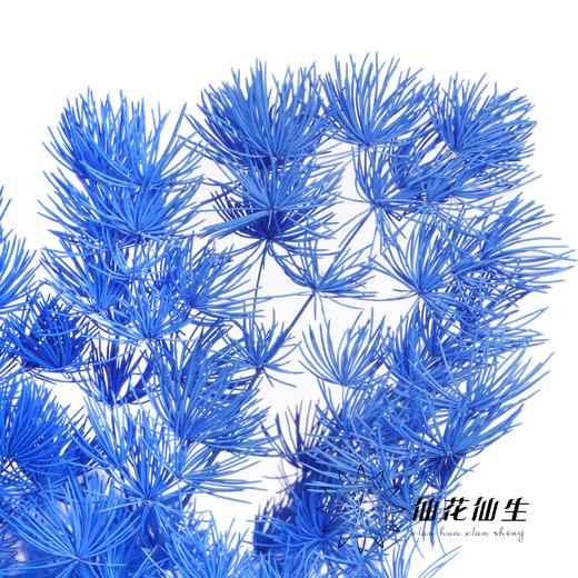 永生花材 | 蓬莱松湖蓝色 商品图3