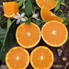 湖北恩施助农 巴东县伦晚脐橙 商品缩略图1