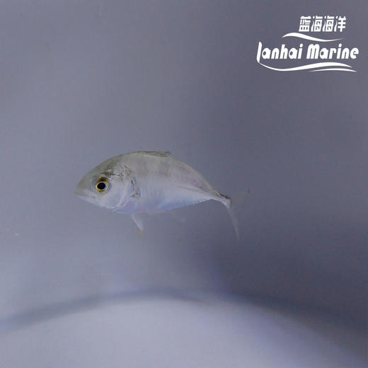 人工牛港参 商品图5