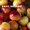 5天内发 企鹅市集|大连 美国红 黄樱桃2斤装 金黄透红 硬脆饱满 新鲜采摘 商品缩略图3
