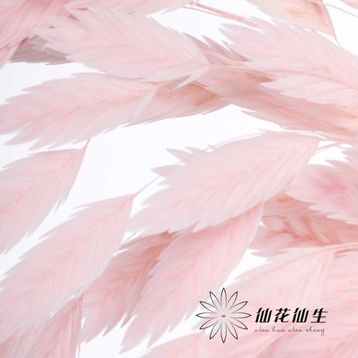 永生花材 | 小盼草粉色 商品图0