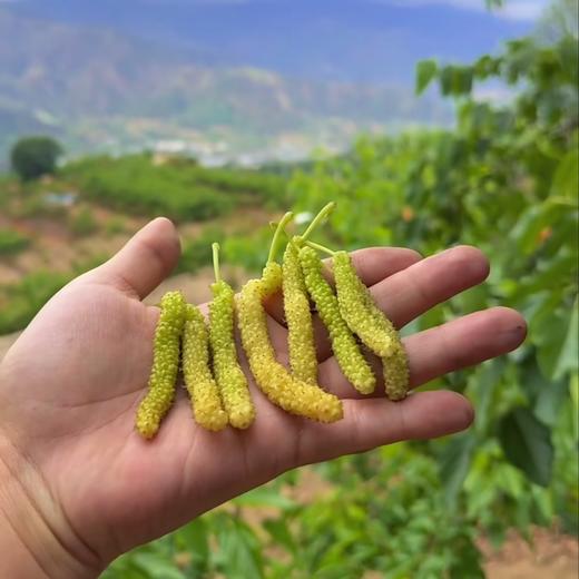 【斌哥优选】阳光果桑。树上自然熟桑葚，甜甜甜，柔柔柔，嫩嫩嫩。四川大凉山限有，果粒饱满，一口软嫩爆汁！ 商品图3