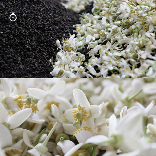 企鹅吃喝|福建花果香原叶茶 时令鲜花鲜果窨制乌龙茶绿茶 5种风味 佛手柑/柚子花/栀子花/桂花/茉莉龙珠 商品图9