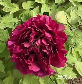 黑夫人牡丹花5支