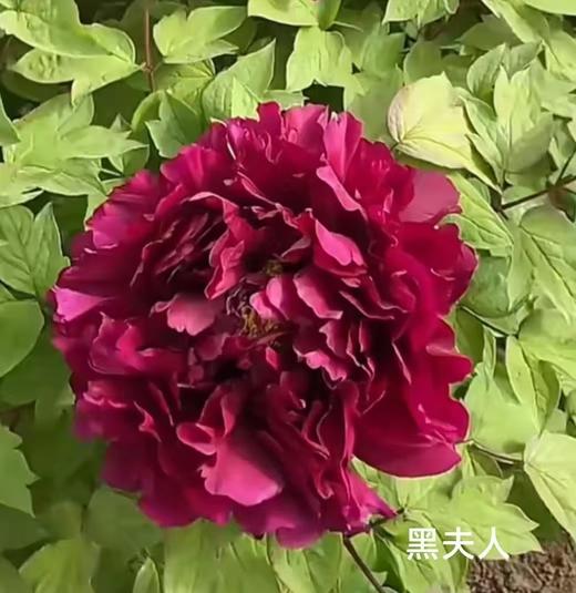 黑夫人牡丹花5支 商品图0