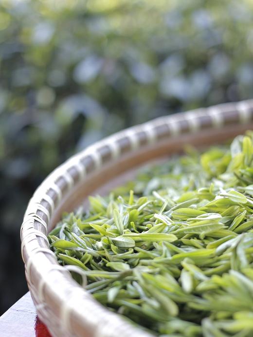 【雨前狮峰龙井茶】茶香浓郁 性价比高  125g/250g两个规格可选 商品图0
