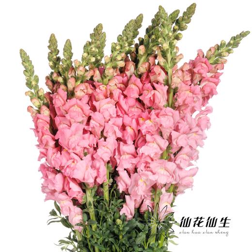 配花 | 金鱼草粉色 商品图2