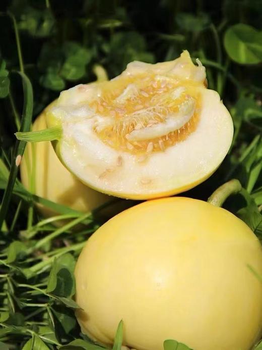 【SGS 380项农残O检出】【“土”甜瓜】浓香多汁，肉脆瓤蜜， 不催熟，不打甜蜜素，不打膨大剂 商品图2