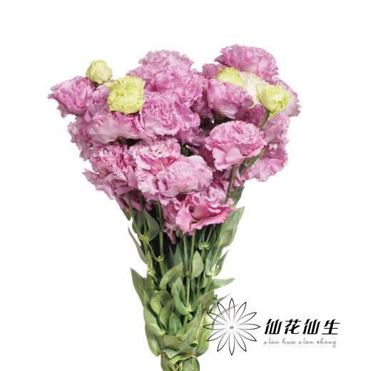 宝熠洋桔梗 | 朱莉娅薰衣草波浪浅紫色 商品图2