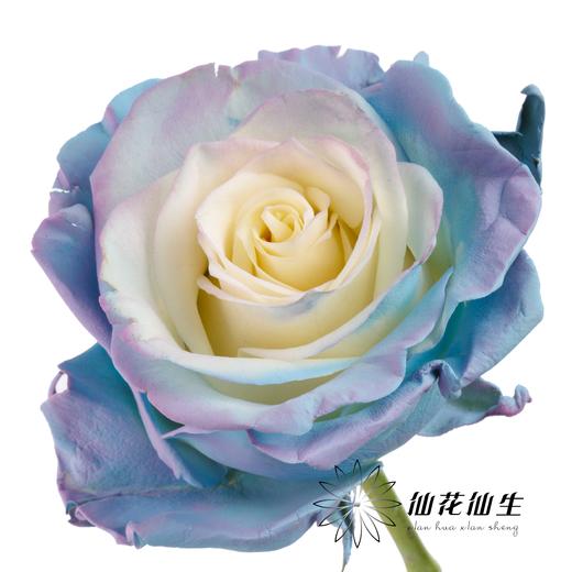 国产染色玫瑰 | 独角兽 商品图1