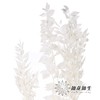 永生花材 | 富贵叶 商品缩略图0