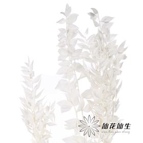 永生花材 | 富贵叶